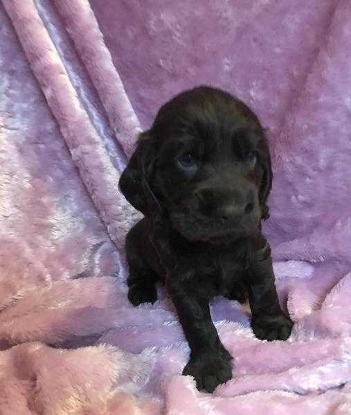 Show cocker spaniels for sale