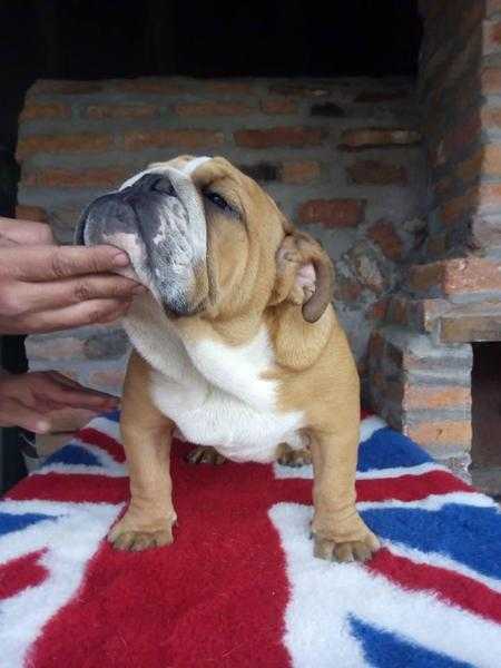 Show quality english bulldog male