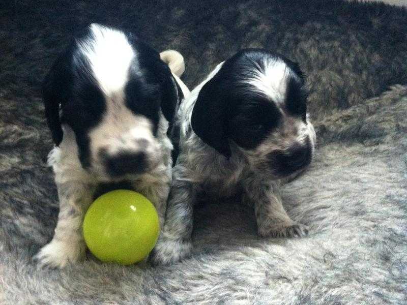 Show Type cocker spaniel puppies 2 available