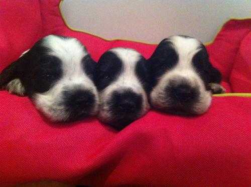 Show Type cocker spaniel puppies