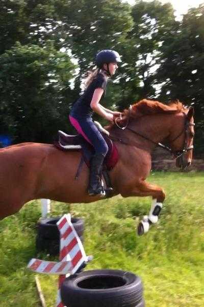 Showjumping horse share opportunity