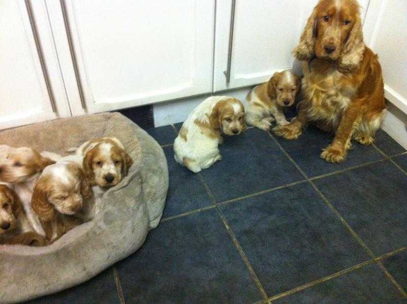 SHOWTYPE COCKER SPANIELS ORANGE ROANS  PRA CLEAR FN CLEAR