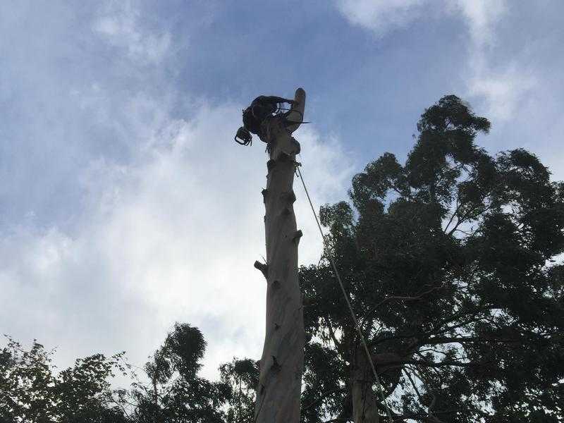 S.h.tree surgery and fencing