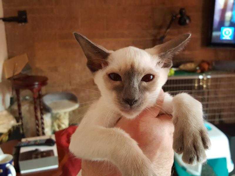 Siamese Kittens now looking for their new mums.