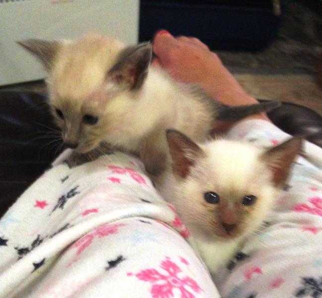Siamese Pedigree GCCF registered Active Kittens 650