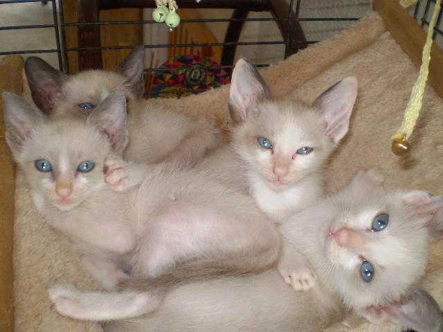 Siamese x Snowshoe kittens both parents full pedigree 195