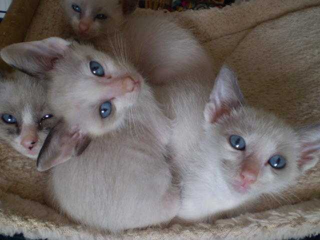 Siamese x Snowshoe kittens both pedigree parents can be seen at home 195