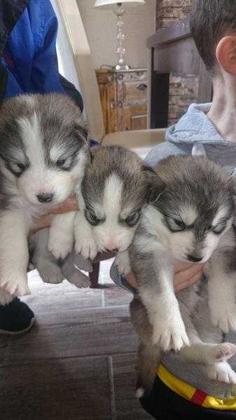 siberian huskies for adoption