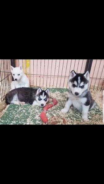 Siberian huskies puppies