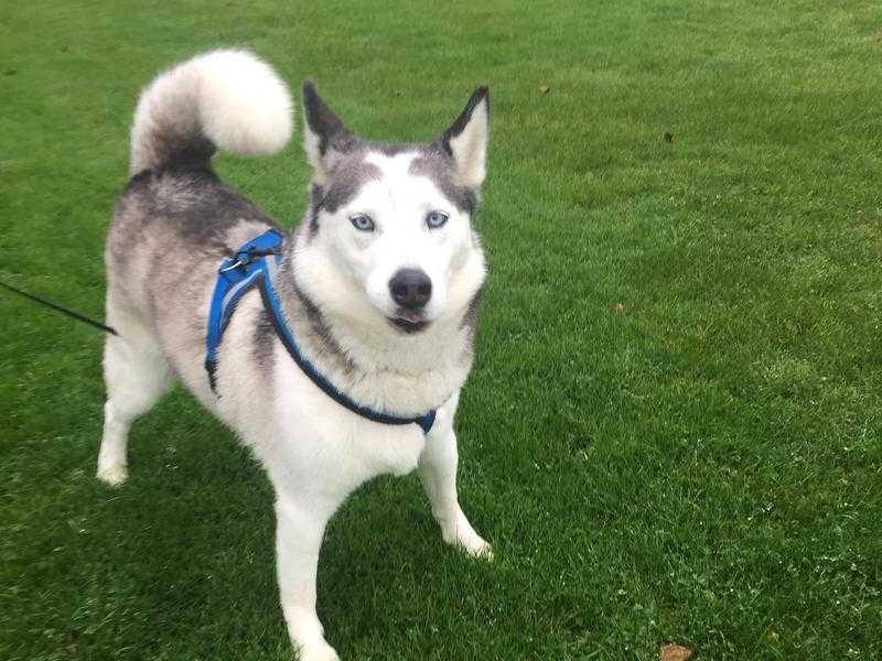 Siberian husky