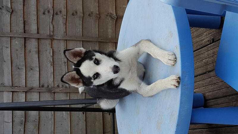 Siberian Husky