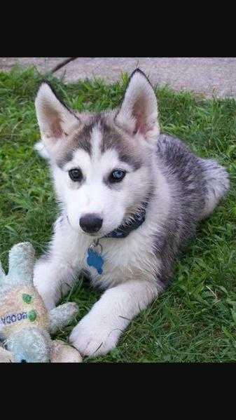 siberian husky