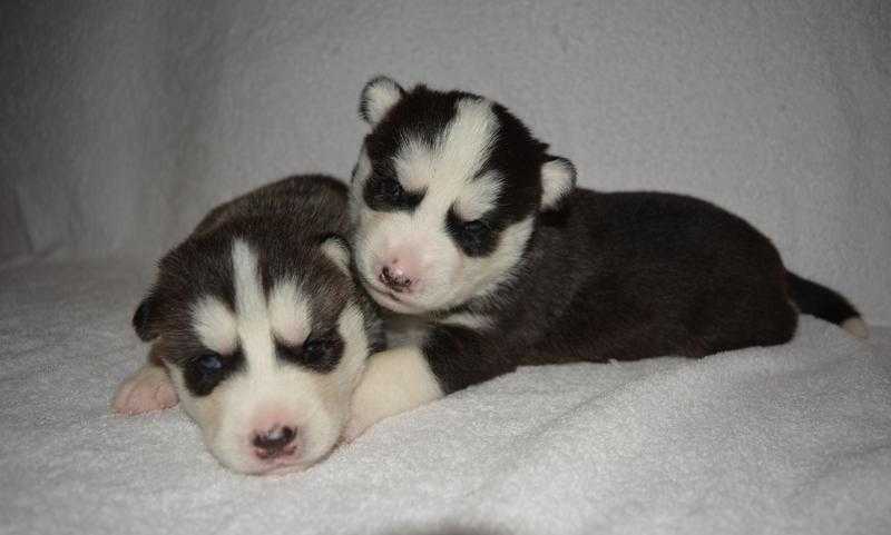 Siberian Husky Puppies For Sale (ONLY TWO LEFT)