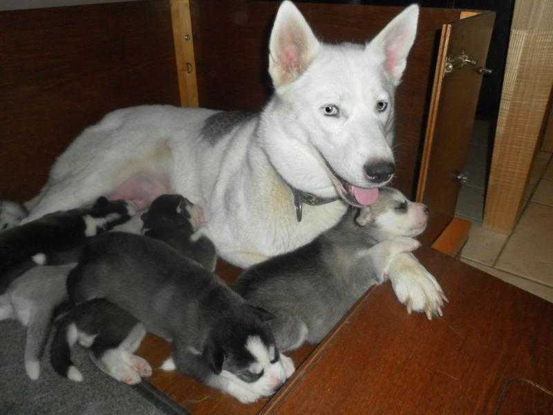 Siberian Husky Puppies For Sale - Ready 18th January 2016 (2 x dogs  4 x bitches)