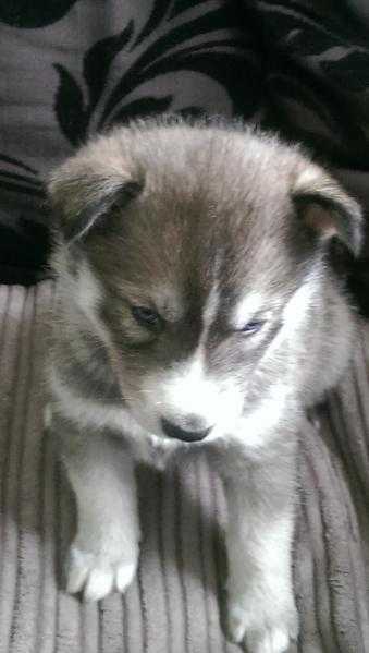 siberian husky puppies girls