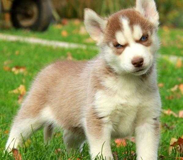 Siberian Husky Puppies, Ready In 1 Week