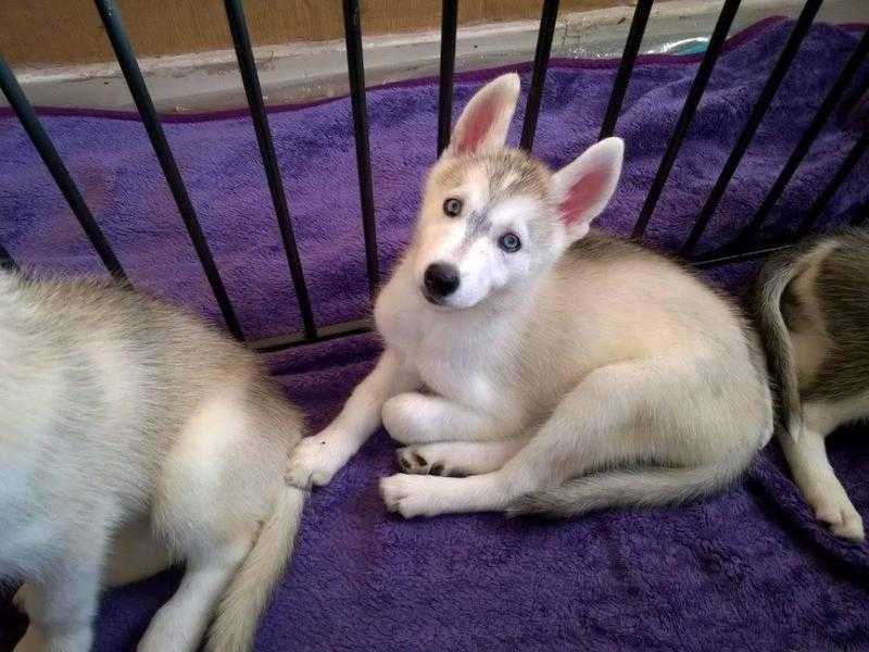 Siberian husky puppy for sale