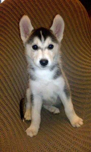 Siberian husky puppy for sale