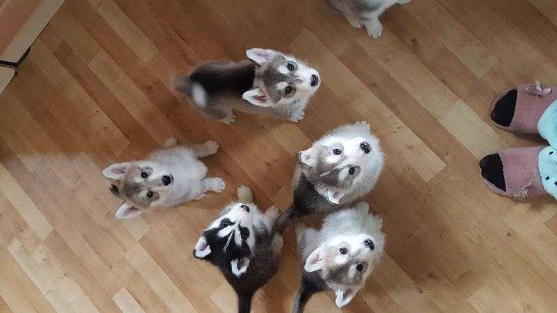 Siberian Husky pups for sale in Bristol