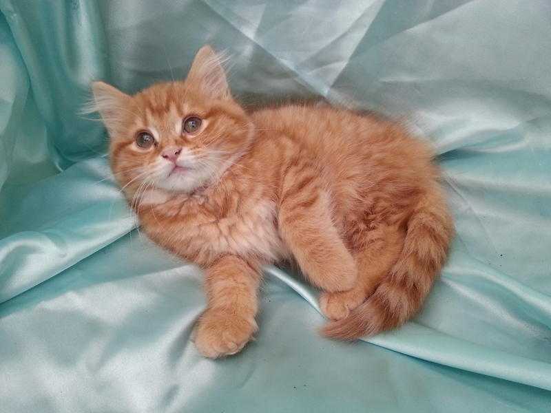 SIBERIAN X MAINE COON KITTEN