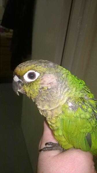 Silly Tame Maroon Bellied Conure Babies