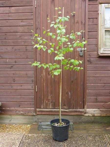 Silver birch trees