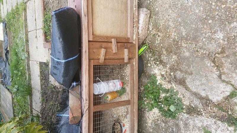 Single rabbit guinea pigs outside hutch