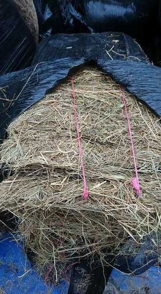 Small bale haylage