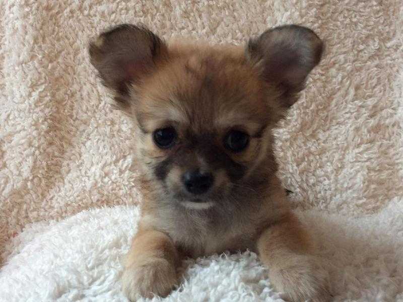 Small chihuahua boy puppy