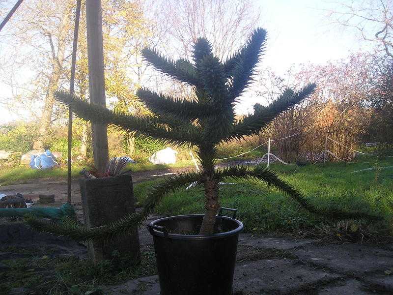 Small monkey puzzle tree