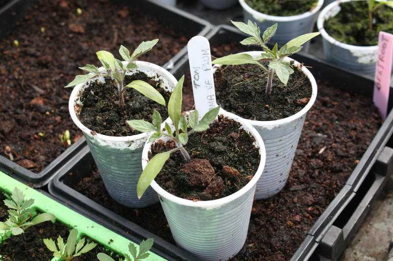 Small Roma Plum tomato Bush type Plants 3 for 1 or 50p