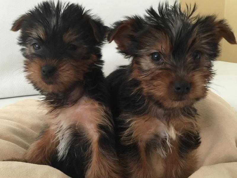 Small type Yorkshire terrier puppies