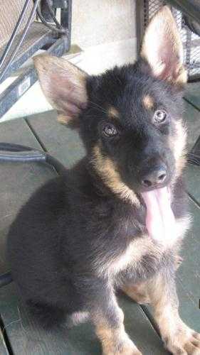 smart and gorgeous german shepherd puppy