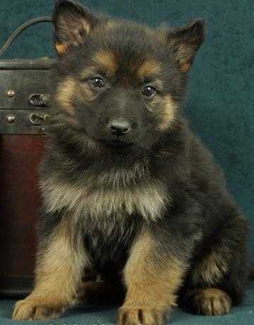 smart and lovelly german shepherd puppy.