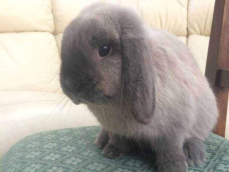 Smoke mini lop buck