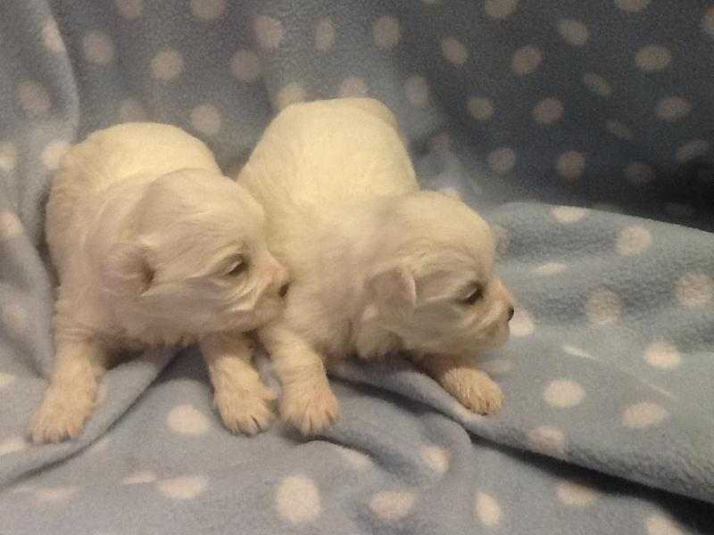 SO SWEET, DELIGHTFUL, LOW SHEDDING MALTESE X BICHON FRISE BOY  PUPPIES, READY END APRIL