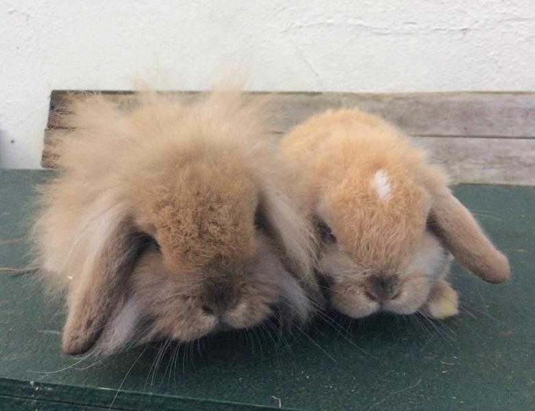 SOLD - mini lop baby bunnies