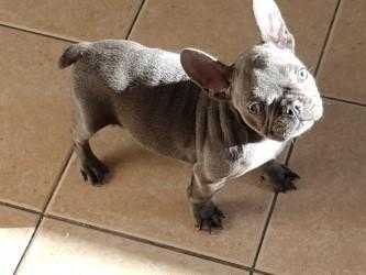 Solid Blue French bulldog