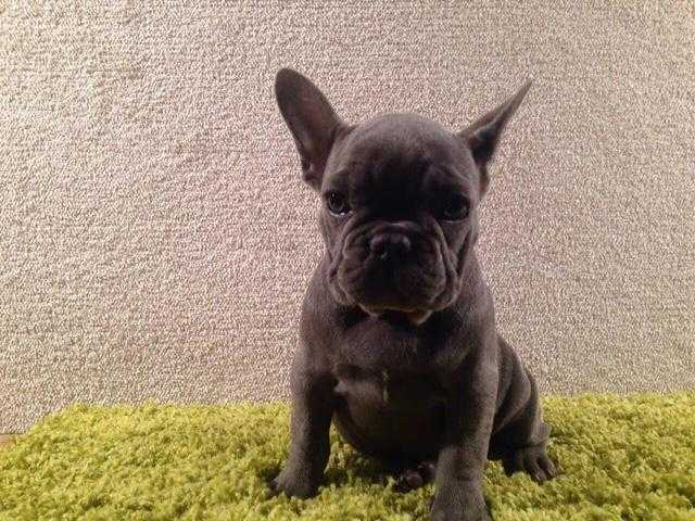 Solid Blue French Bulldog Girl