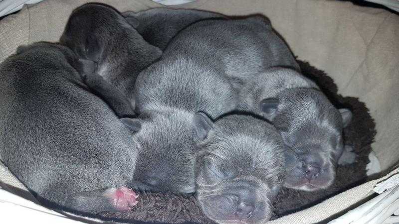 Solid blue French Bulldog puppies litter of 7 KC all blue