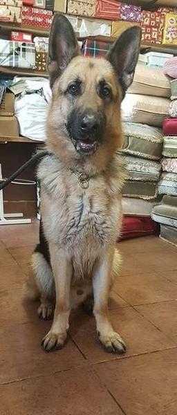 Sonny 2yr old male german shepherd traditional looking black and tan - handsome boy