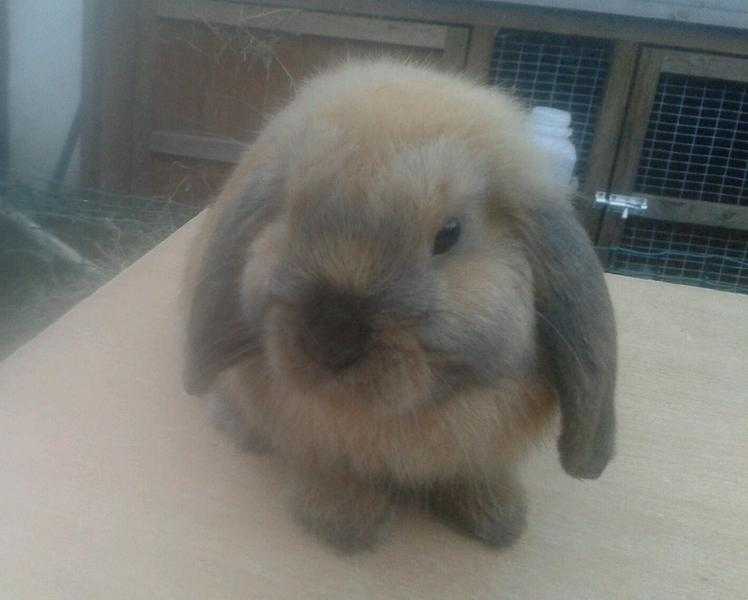 sooty fawn mini lop rabbits in surrey