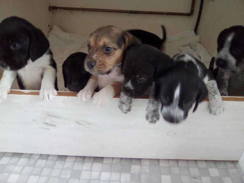 Speagle beagle puppies