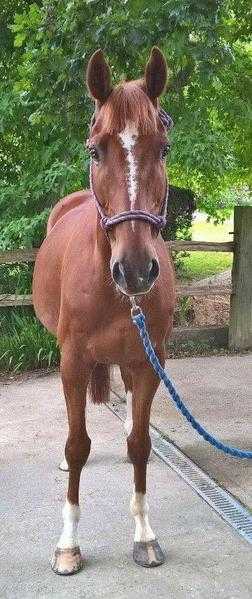 Special 16.1hh 5yo gelding for sale