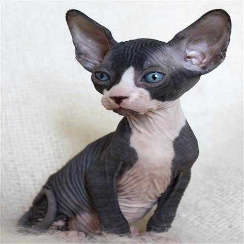 Special Homes Required for Sphynx Kittens