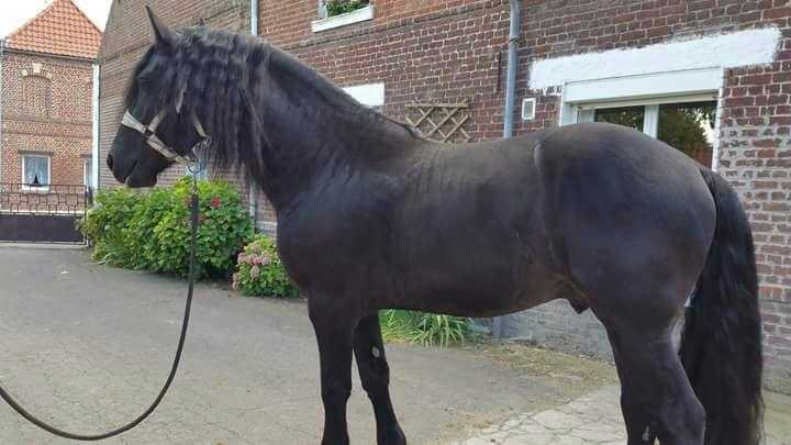 SPECTACULAR FRIESIAN HORSES FOR SALE (ONE BOY AND A GIRL)