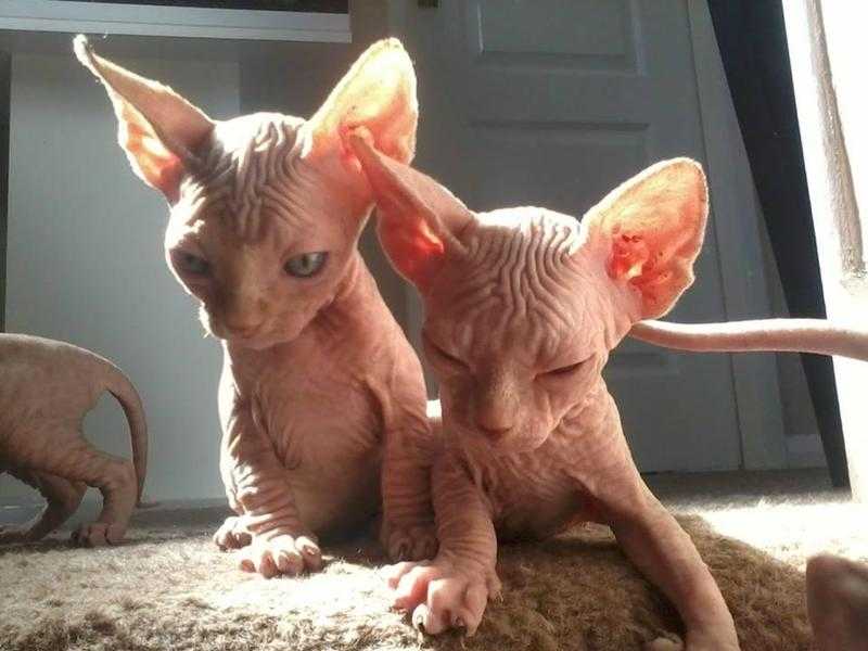 sphinx kittens for sale