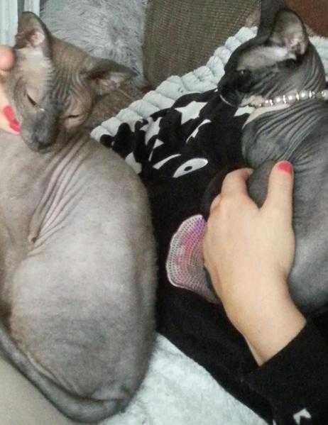 Sphynx cats for sale