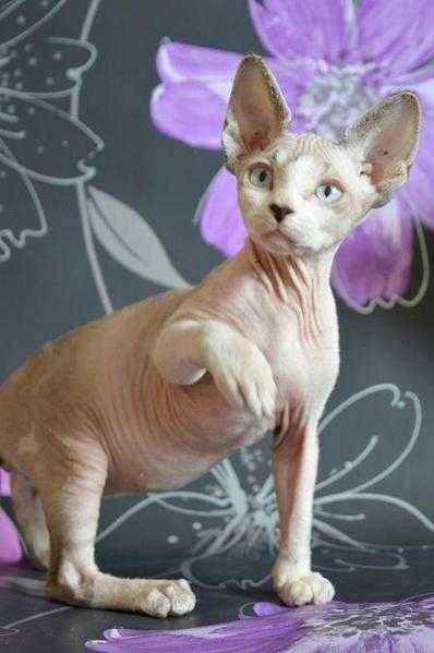 Sphynx kittens for sale