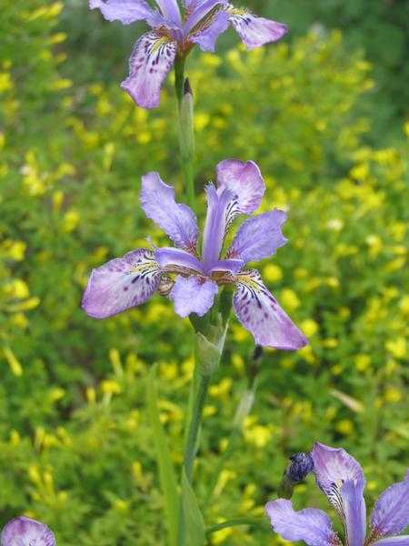 SPRING TIDY OR REGULAR GARDEN MAINTENANCE